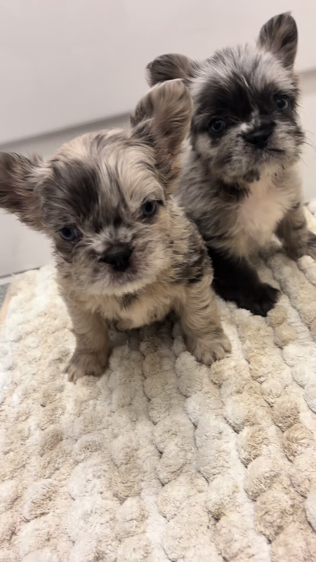 @Trendingbulldogz