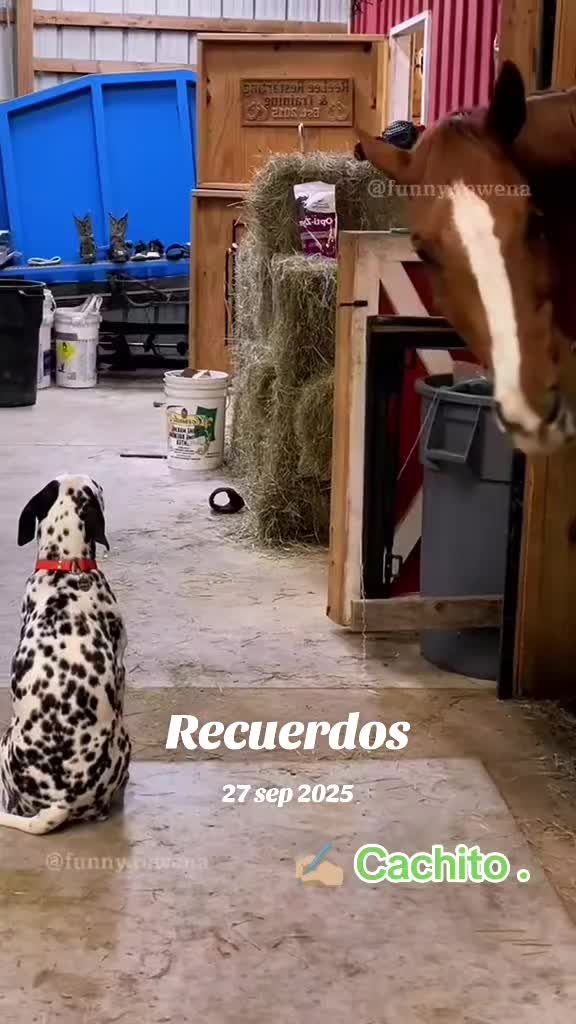 @Cachito