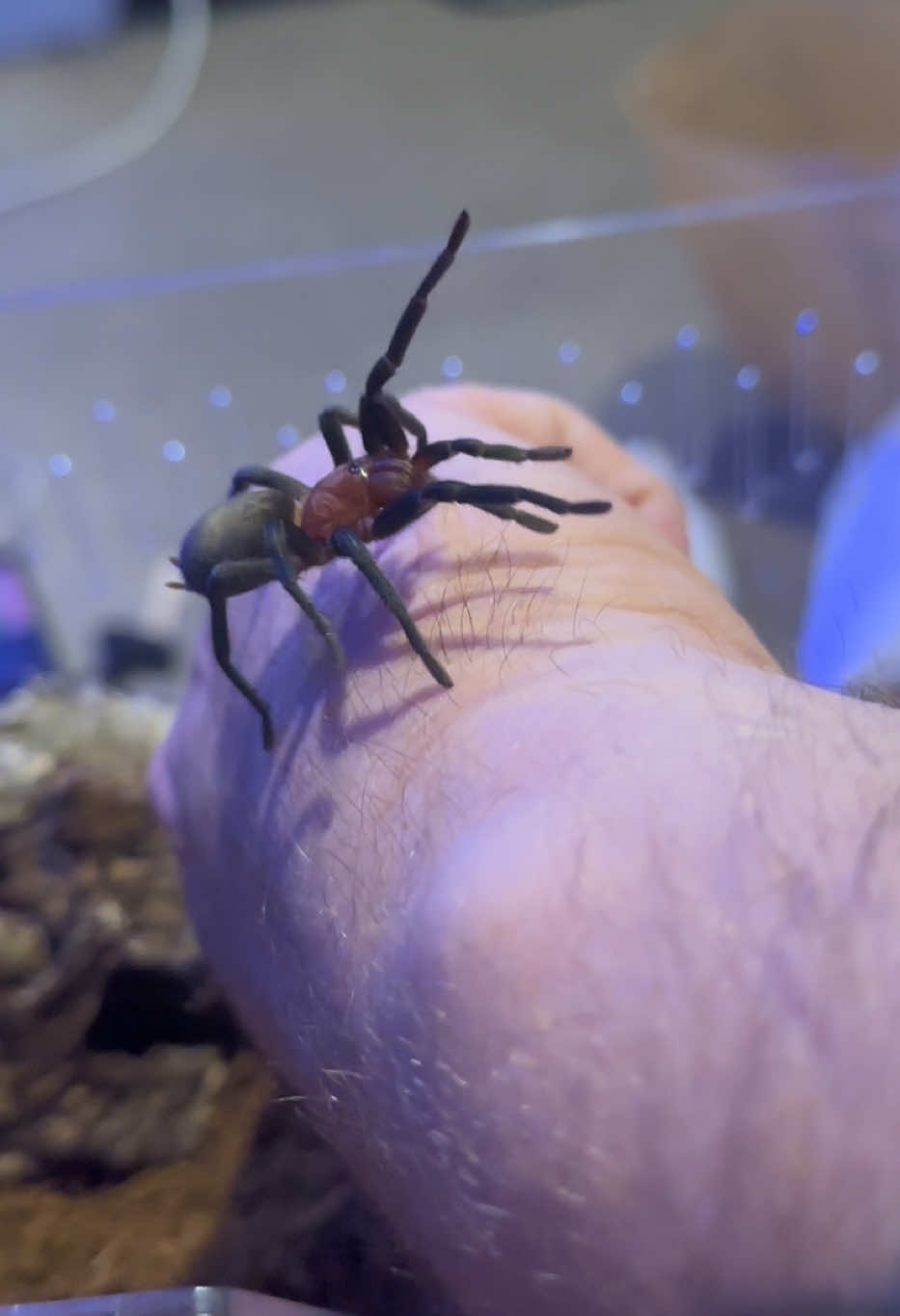 @The Spider Caravan