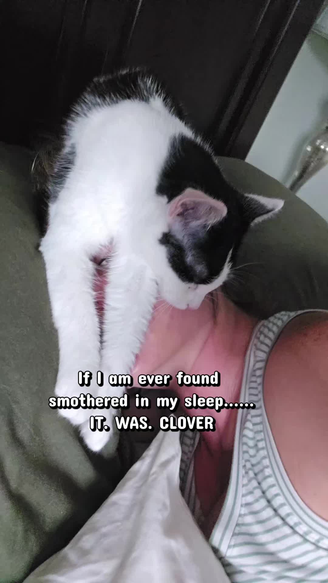 @@actionfarmsmainecoons