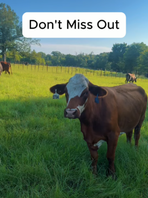 @Rutherford Land and Cattle