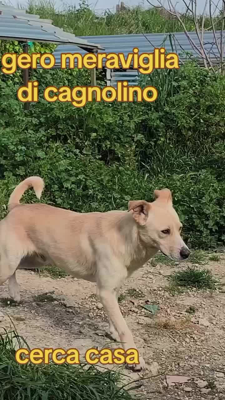 @Zito Calogera