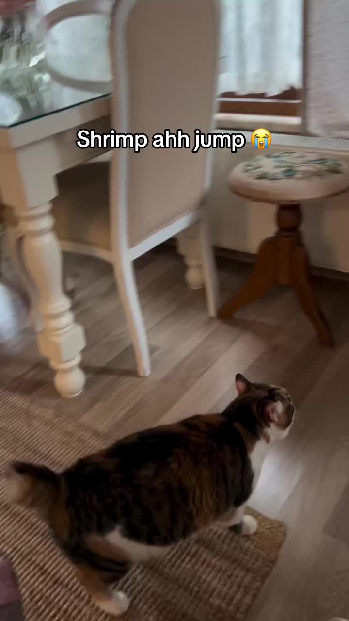 @miaou.catz