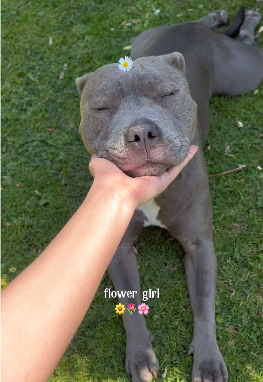 @Myla.thebluestaffy🤍