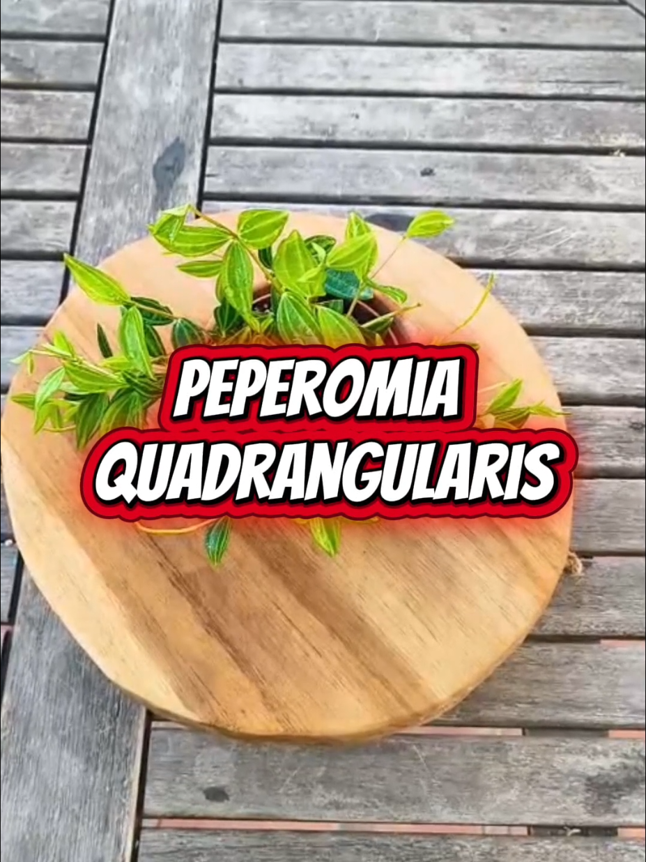 @𝑴𝒊 P𝒂𝒕𝒊𝒐𝒉𝒖𝒆𝒓𝒕𝒐