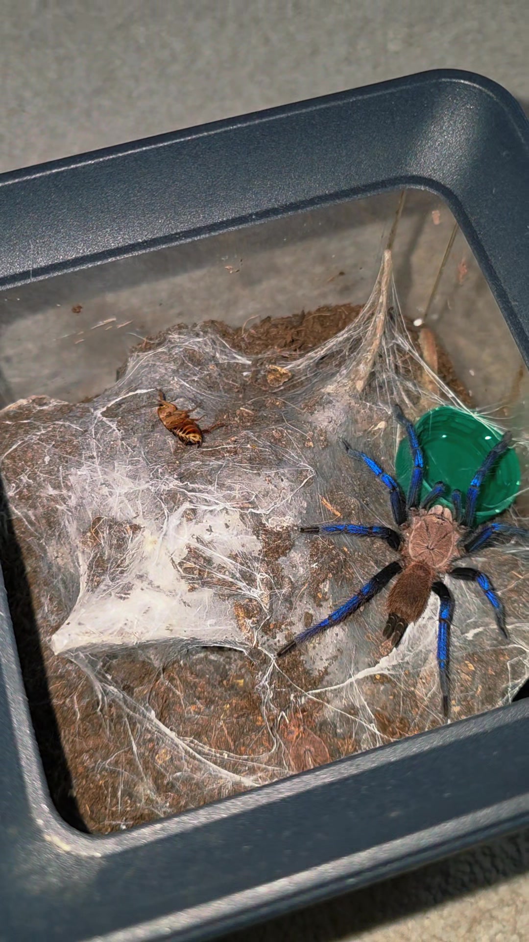 @selinas_spiders