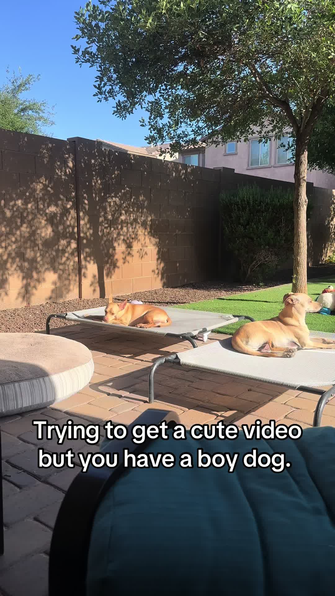 @Phxlex