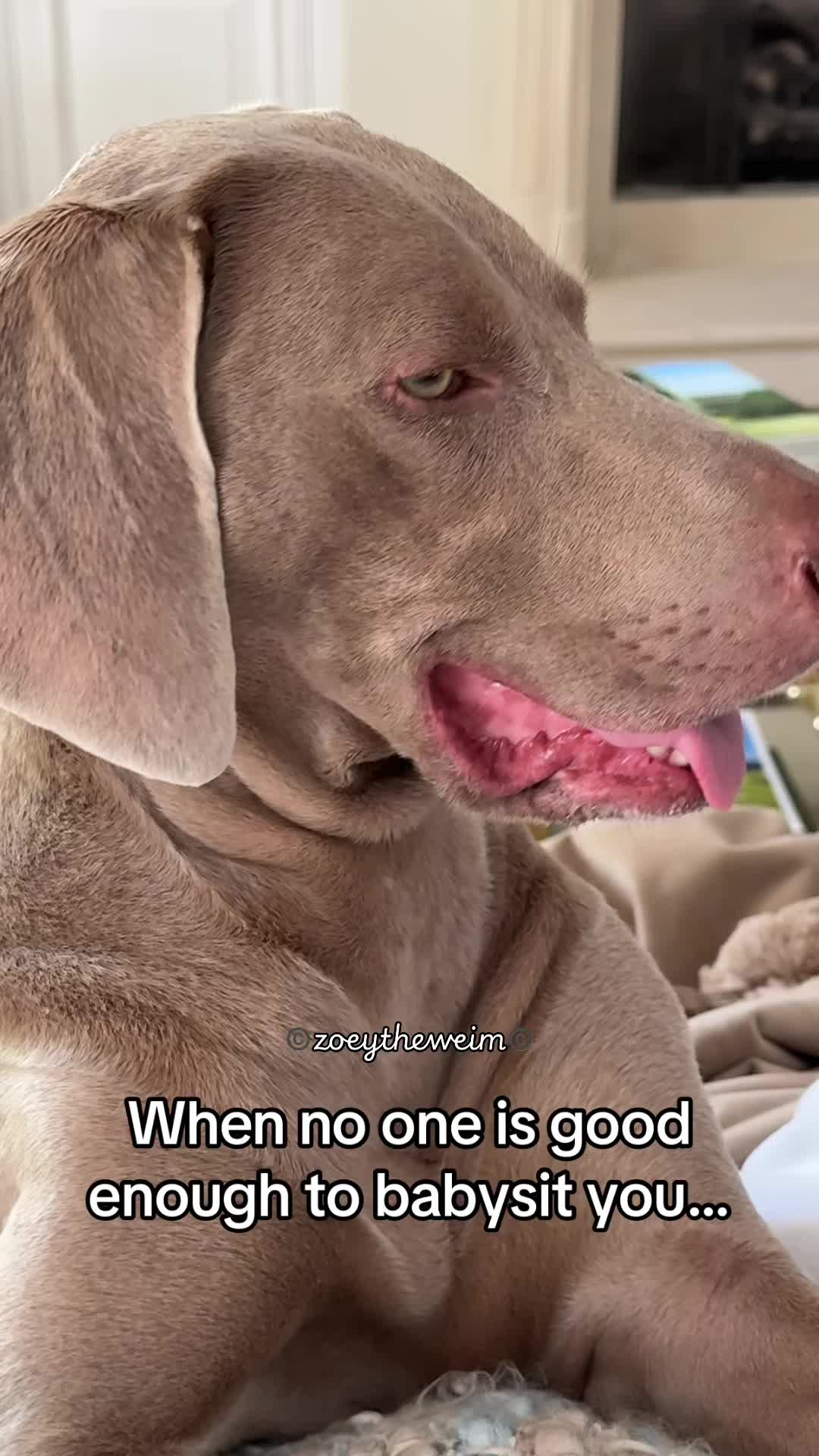 @Zoey the Weim