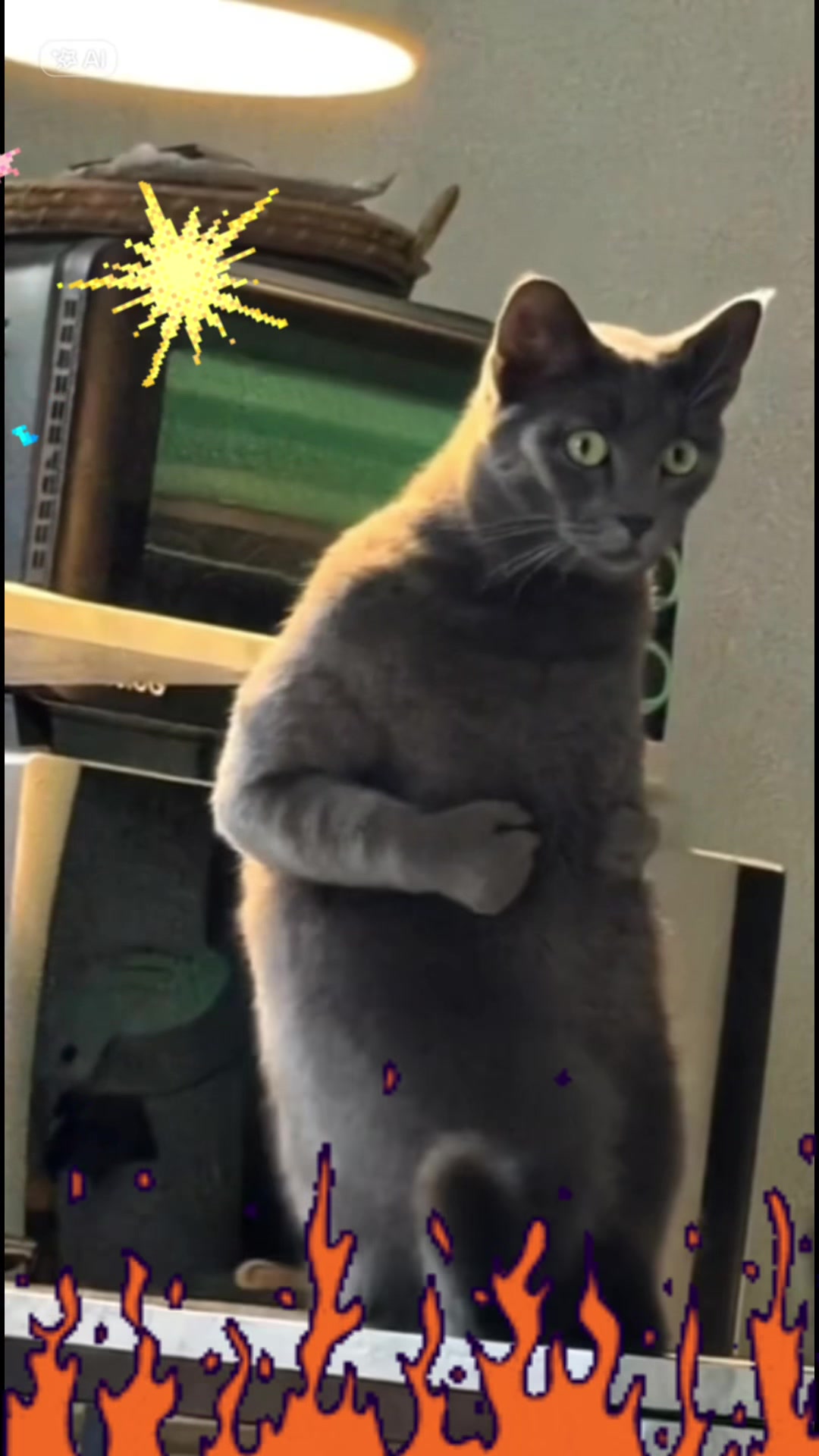 @Catcat