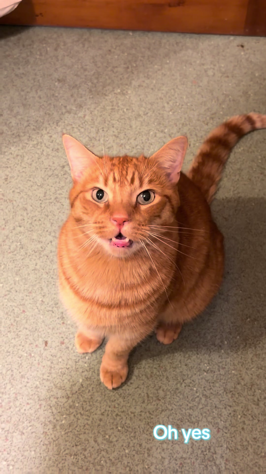@Herongate Village Cattery