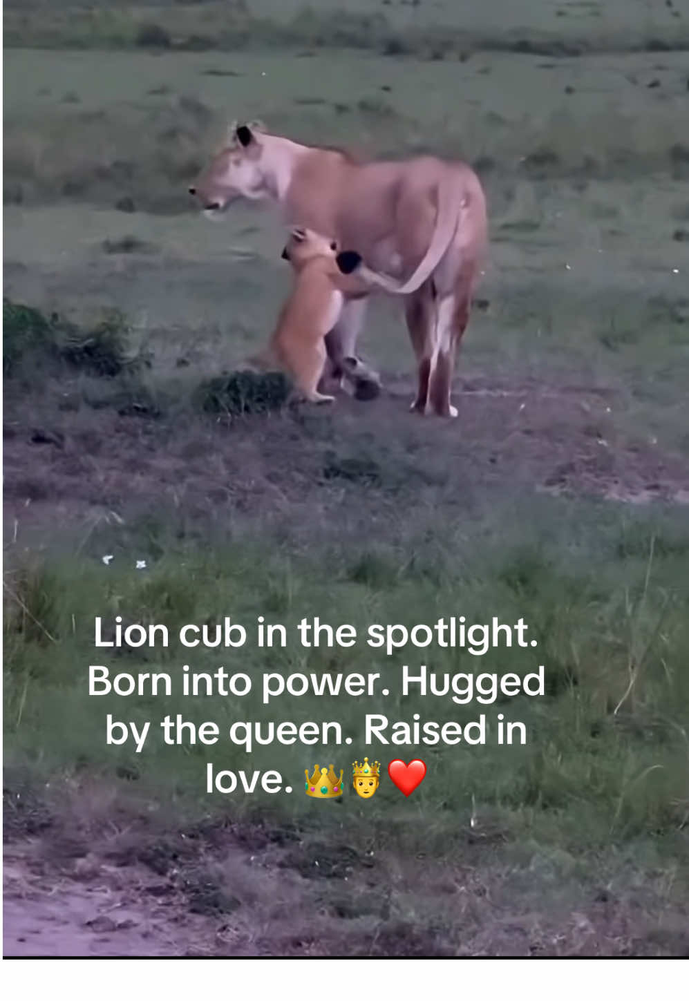 @KJ@LoveAnimalsEpicNature