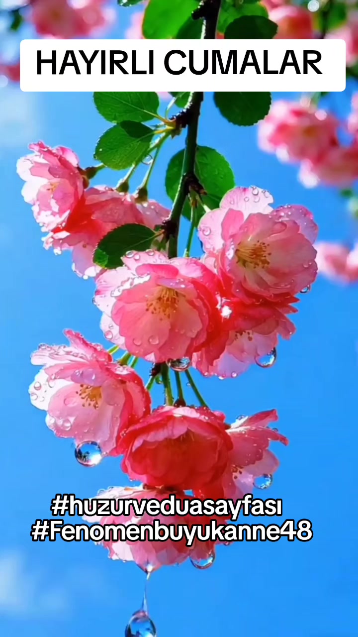 @Fenomenbuyukanne48