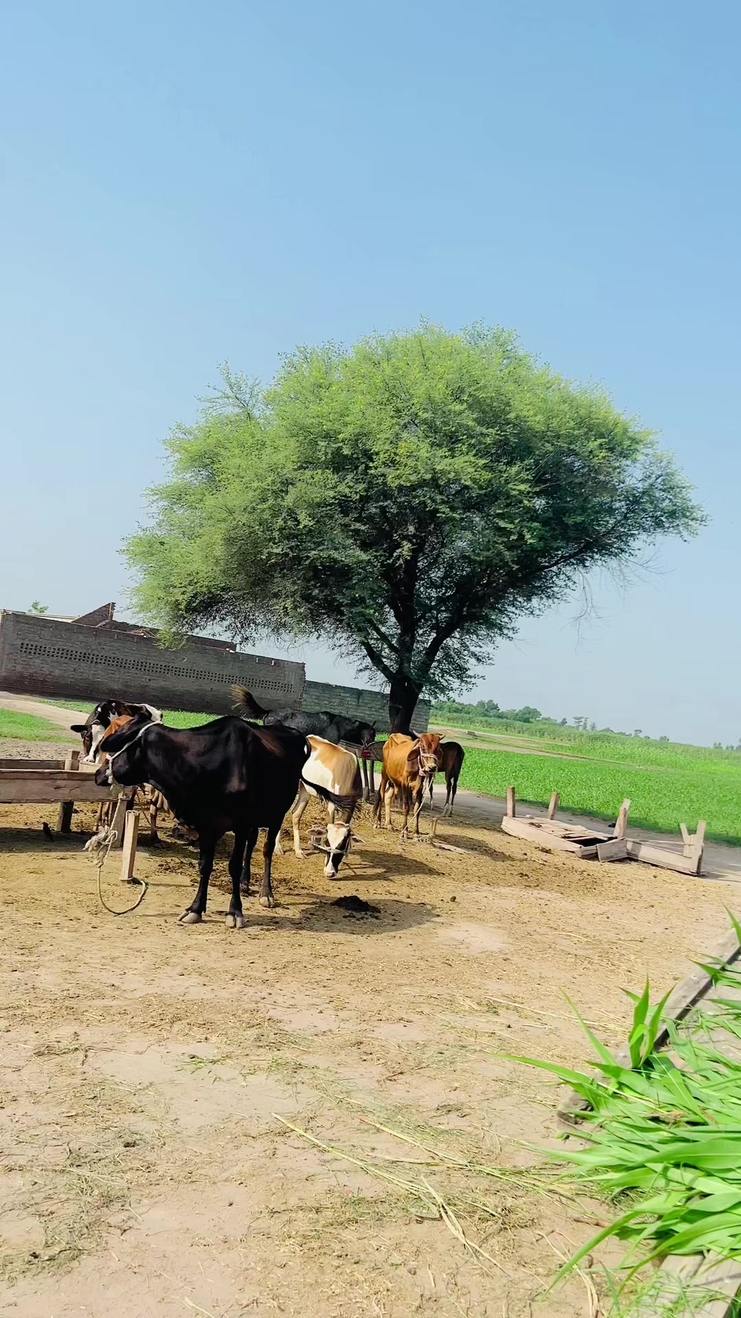 @SUNNY JAPPA