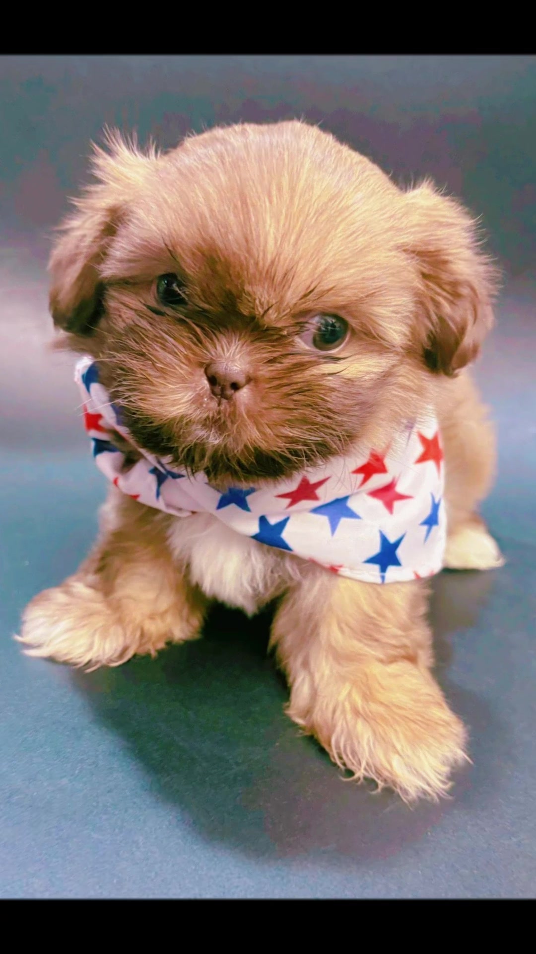 @SHIHTZU SOIR&Eacute;E