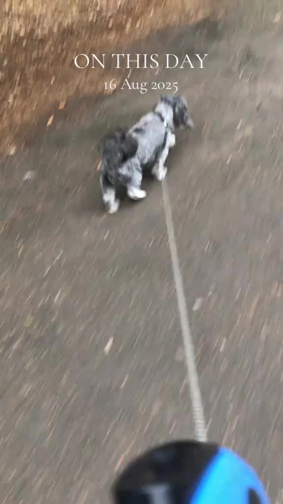 @Mimi the Shihtzu