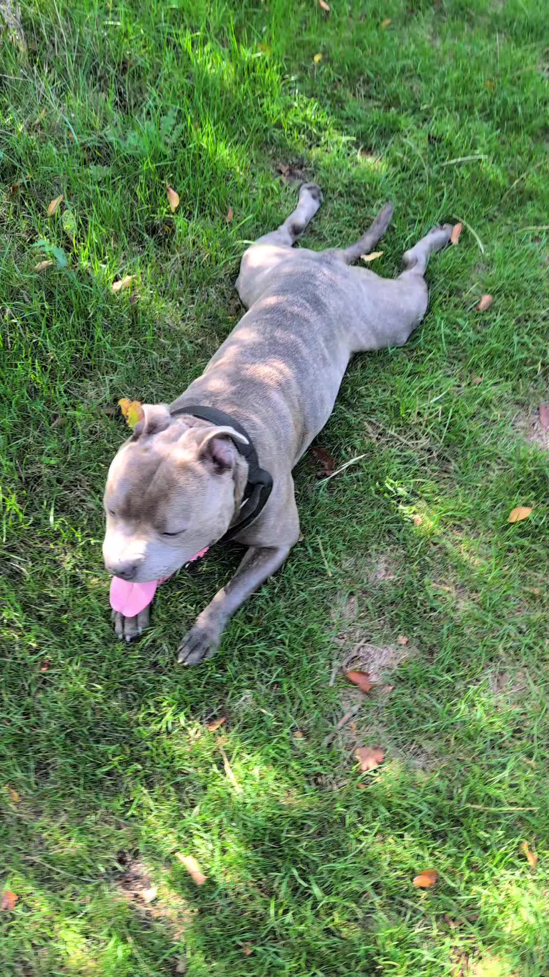 @The Blue Staffy Stanley