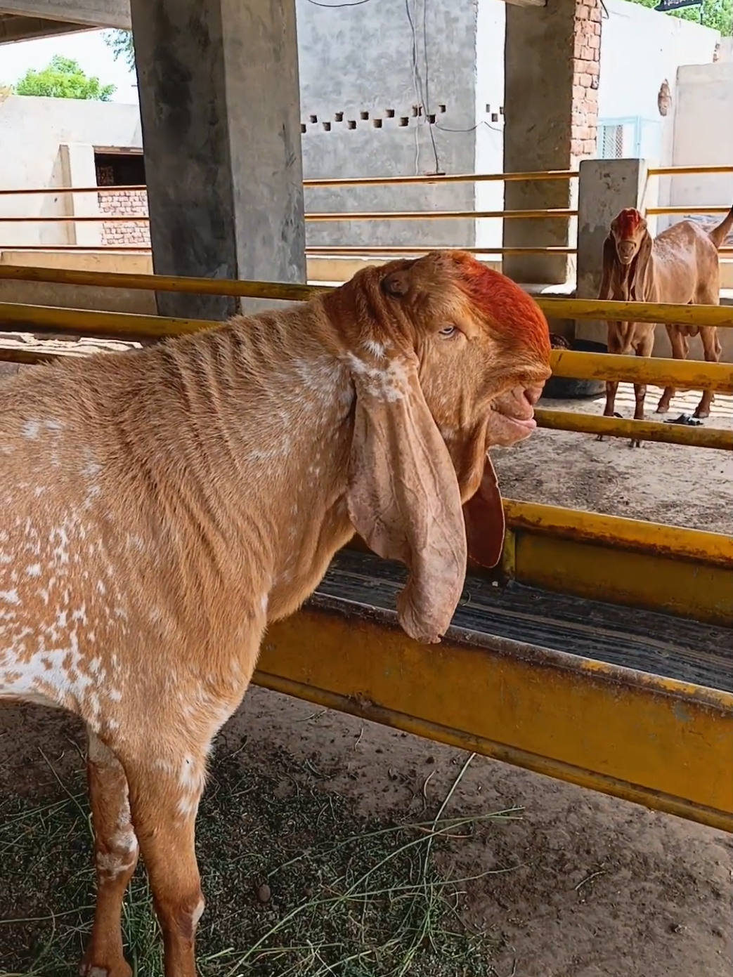 @AHMED GOAT CORNER 🐐🇵🇰