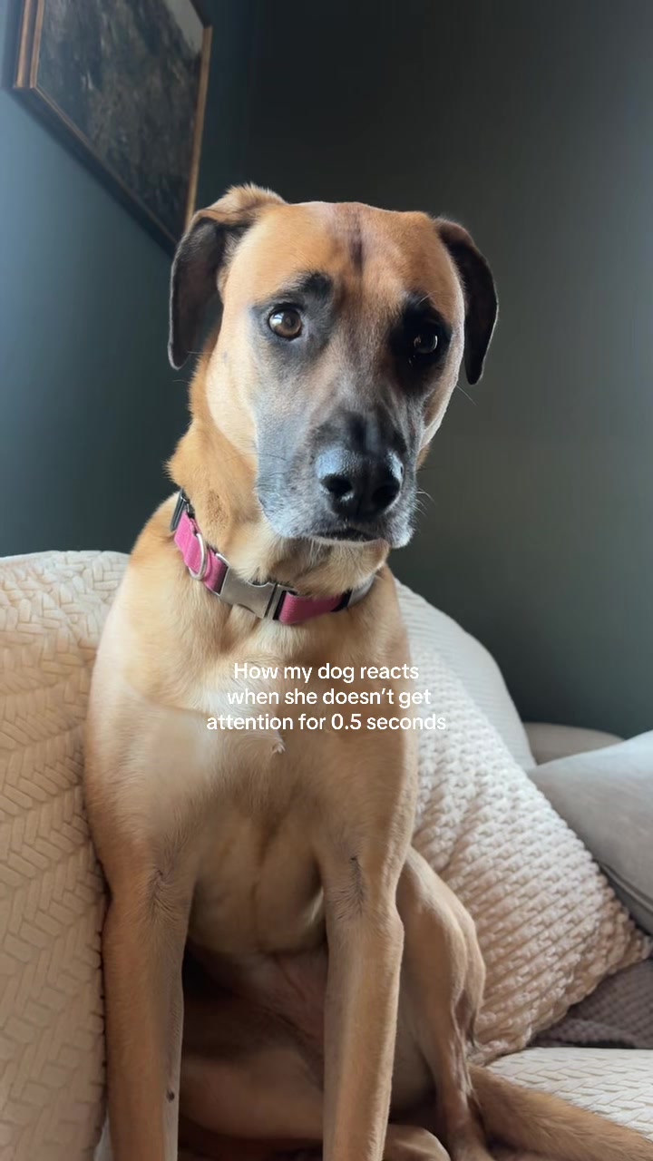 @Maggiemaytheshepherd