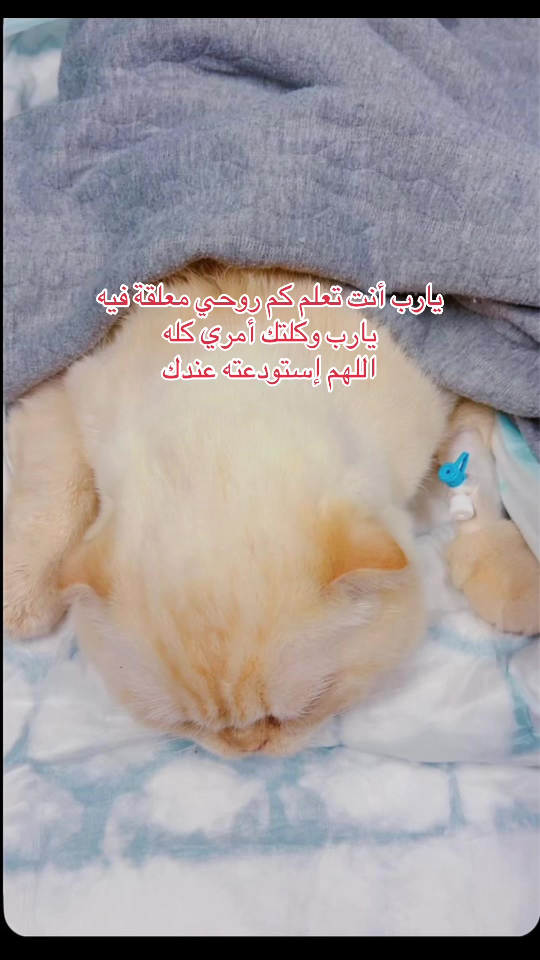 @Ibrahim😻Marius
