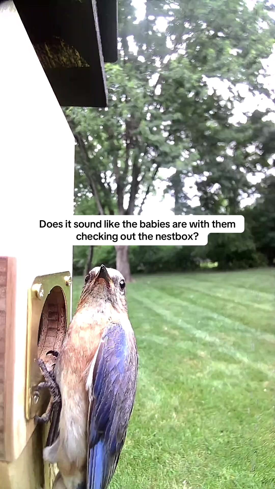 @geniebear&rsquo;s backyard birds