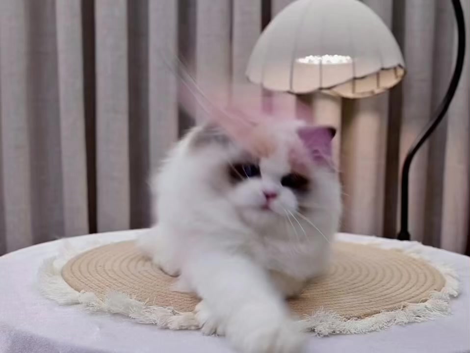 @fuyncats