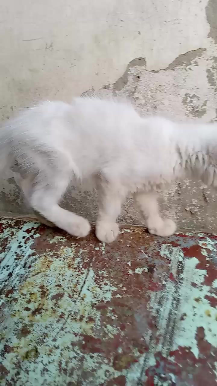 @ملک اشفاق