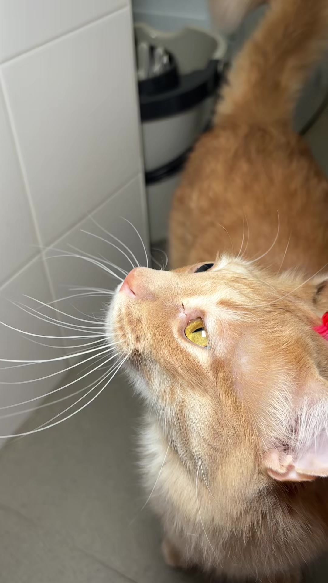 @- Alejandra  🐱💕
