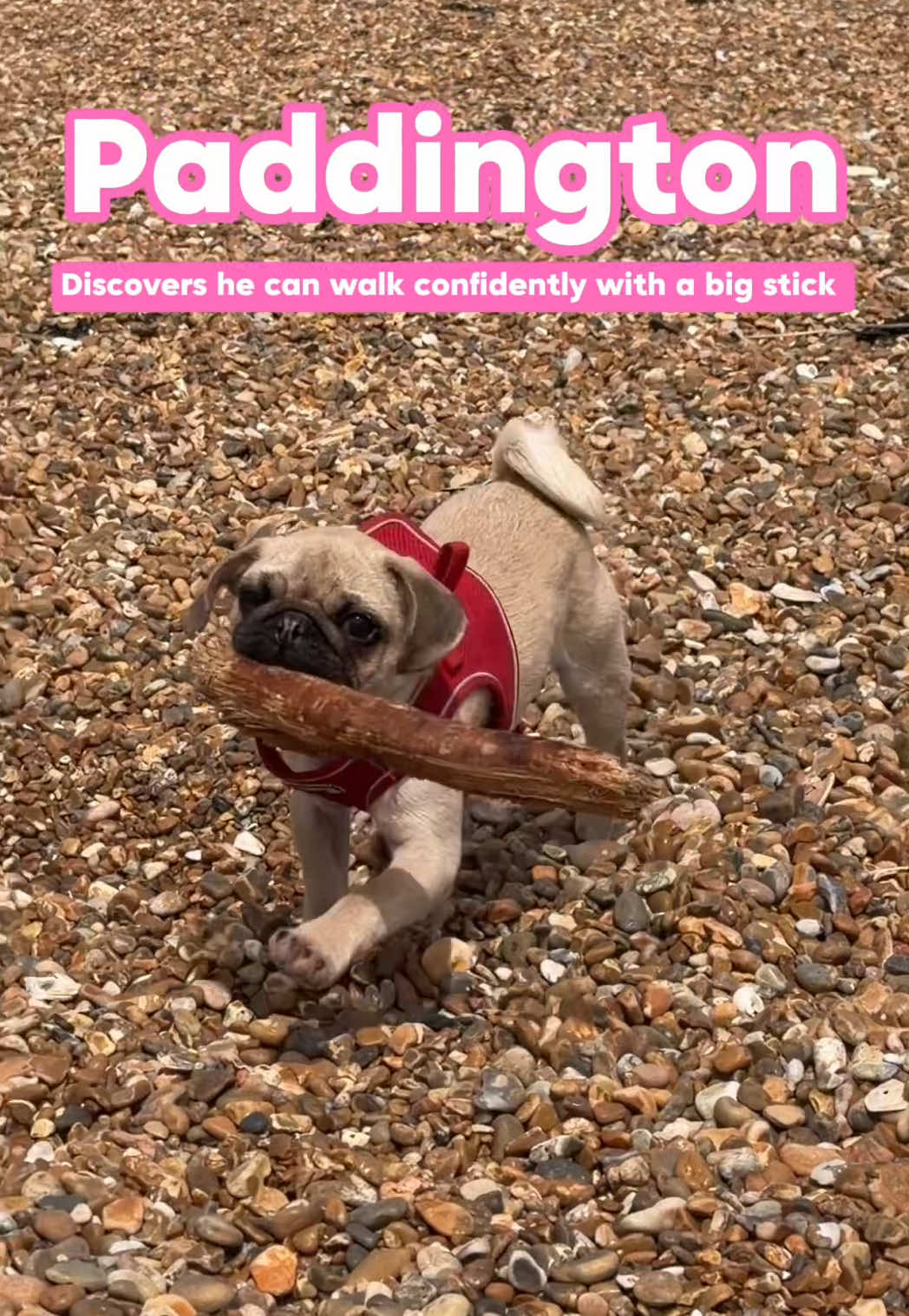 @CuppaPug