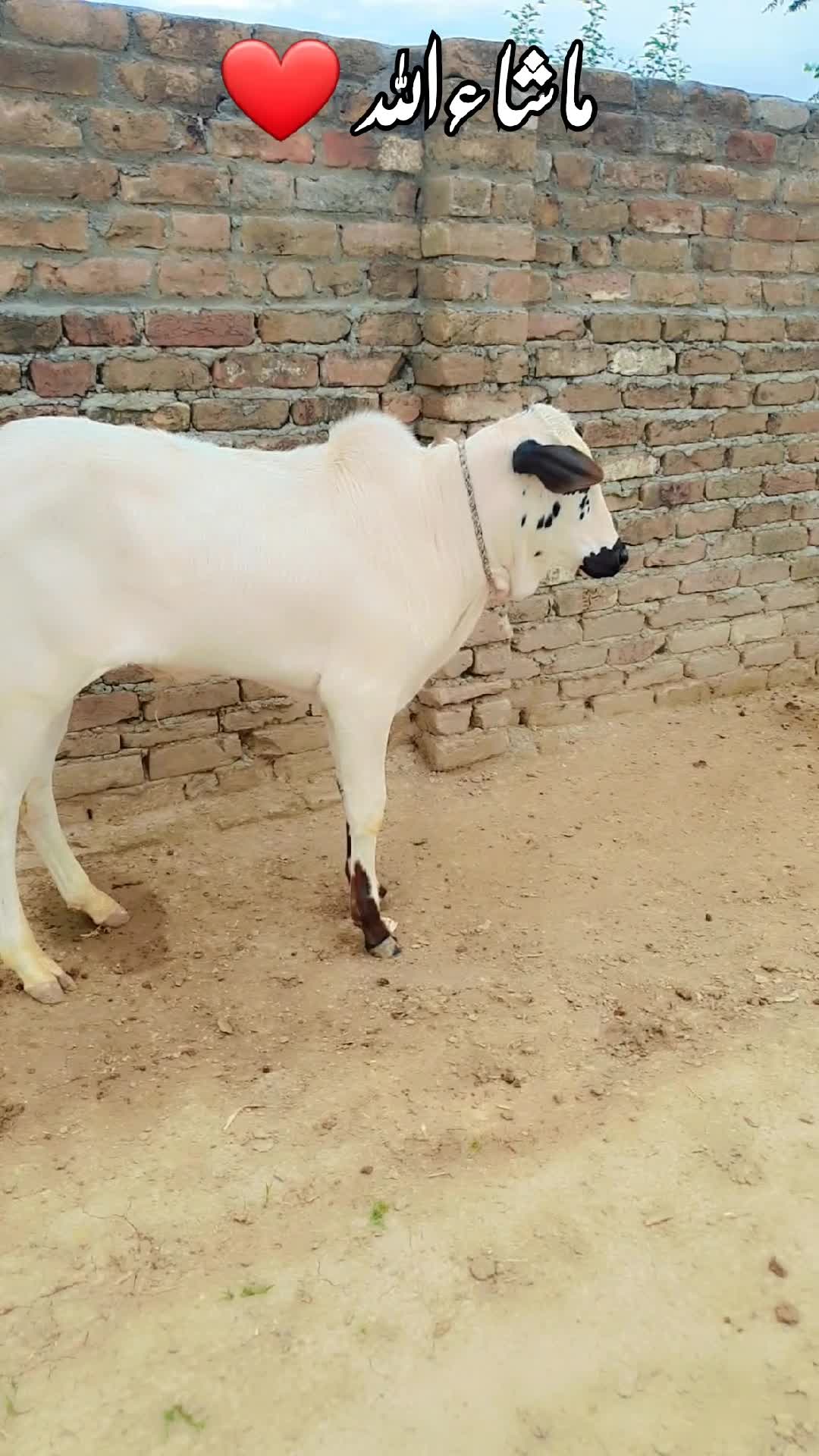 @Sardar Bilal