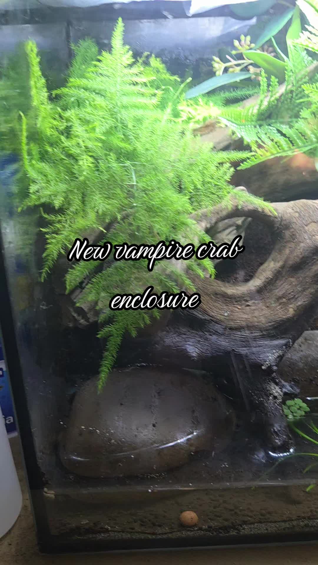 @ella aquatics
