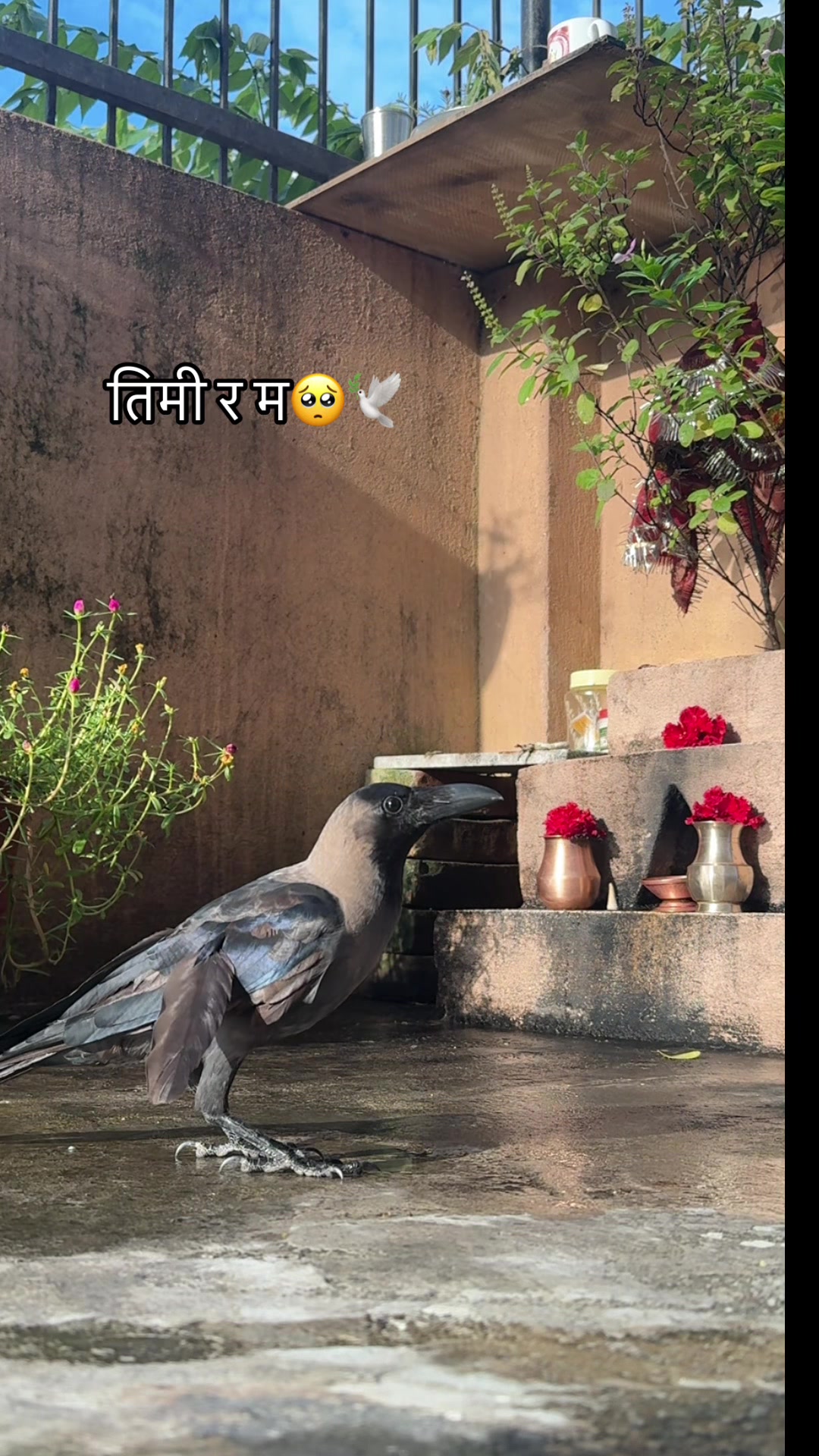 @sijanshrestha469