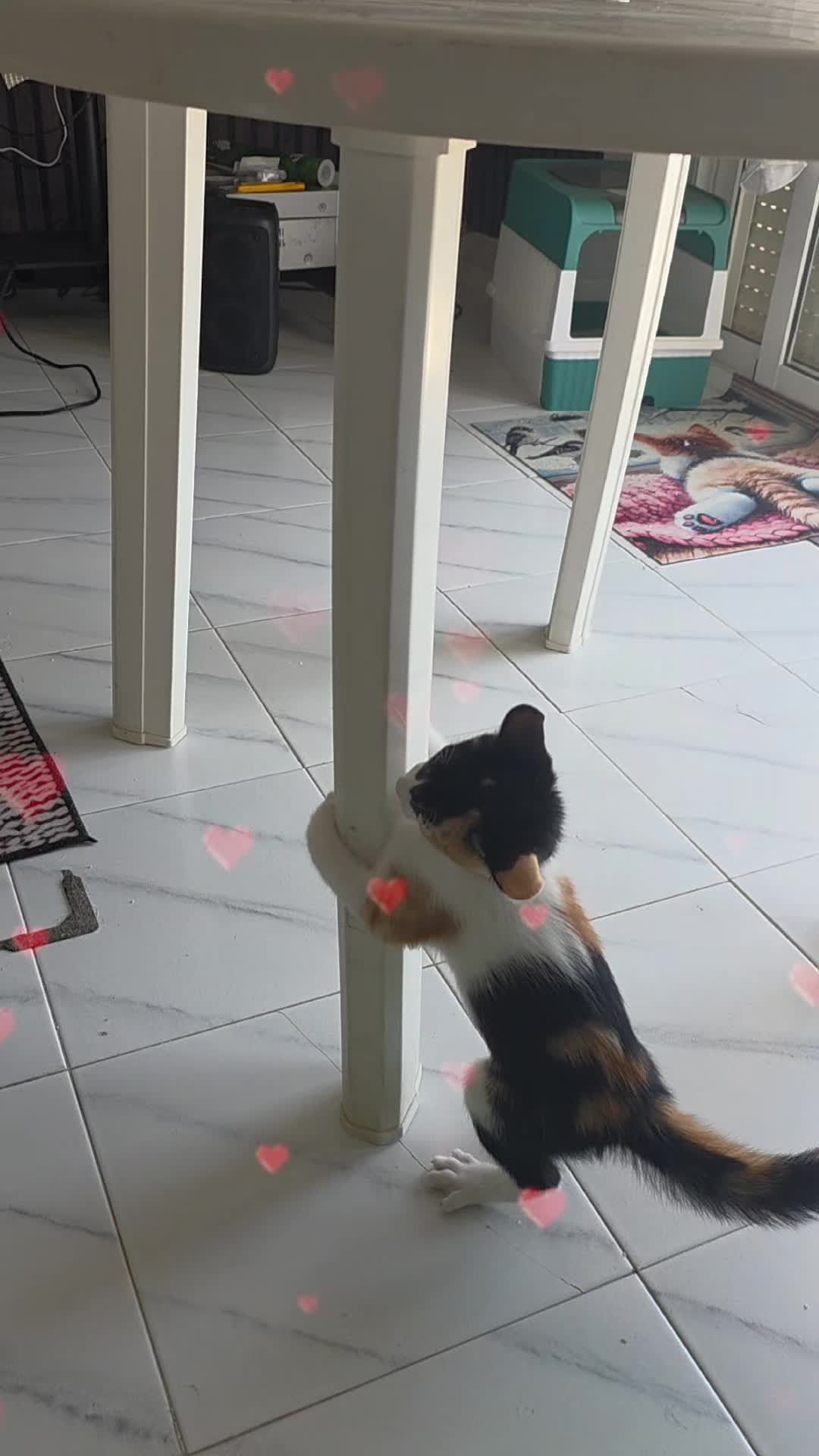 @CarmelitaLaMasBonita💕⚘️🐕