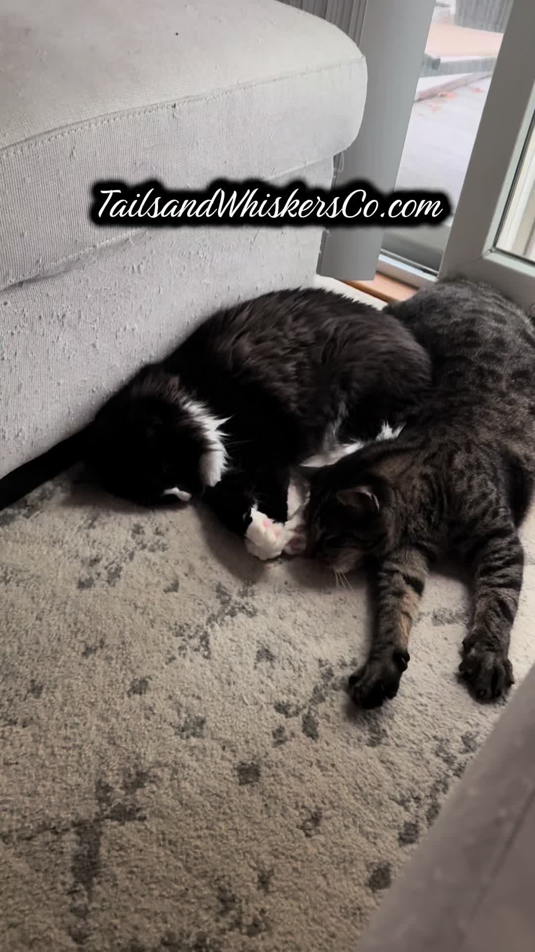 @TailsandWhiskersCo