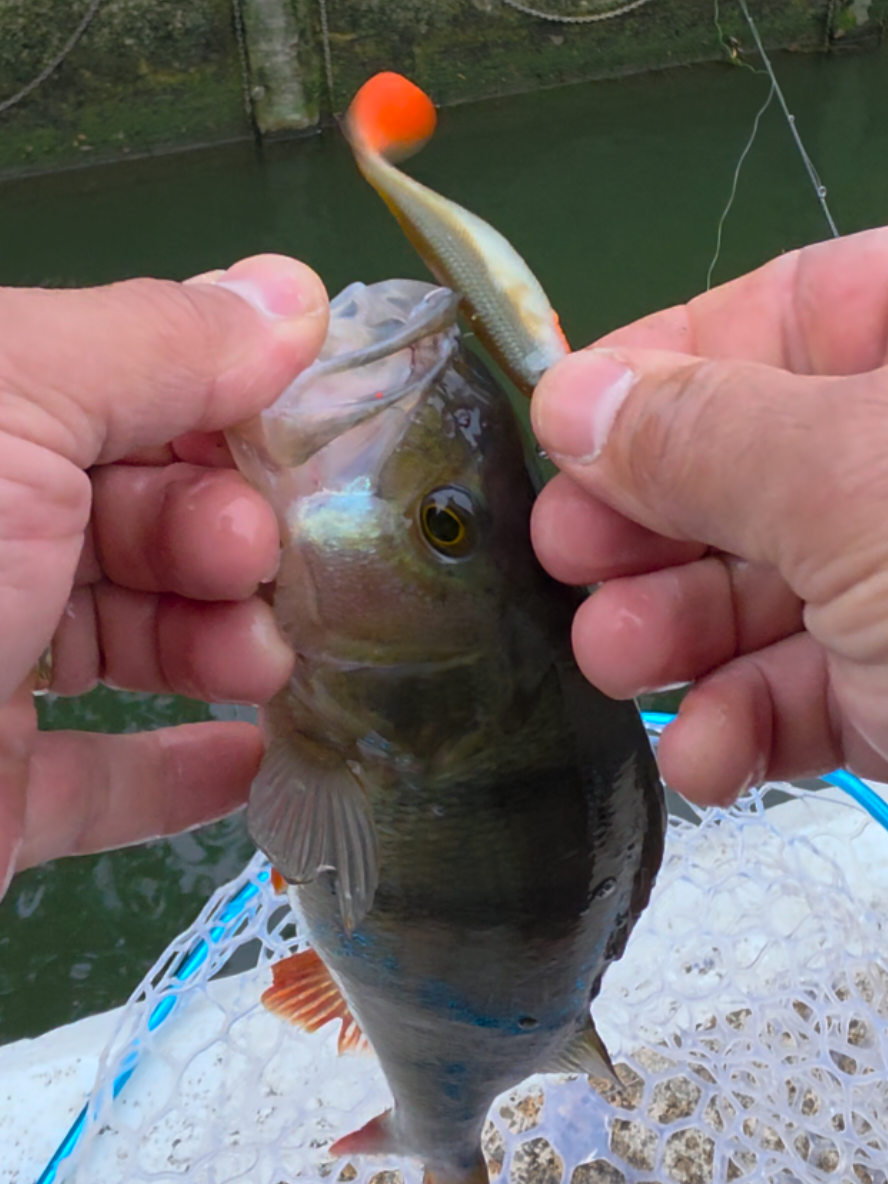 @BF Angler