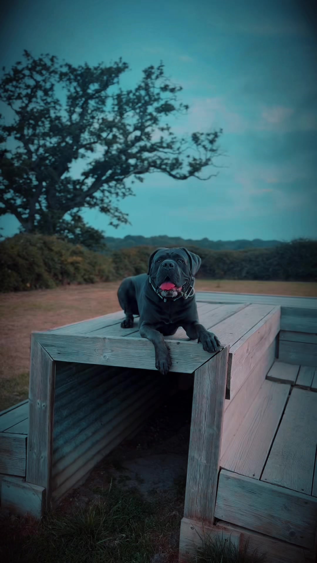 @murphy_the_cane_corso