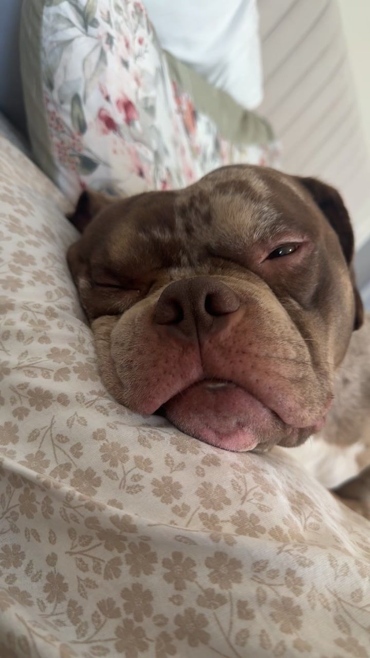 @pablothelittlebullydog