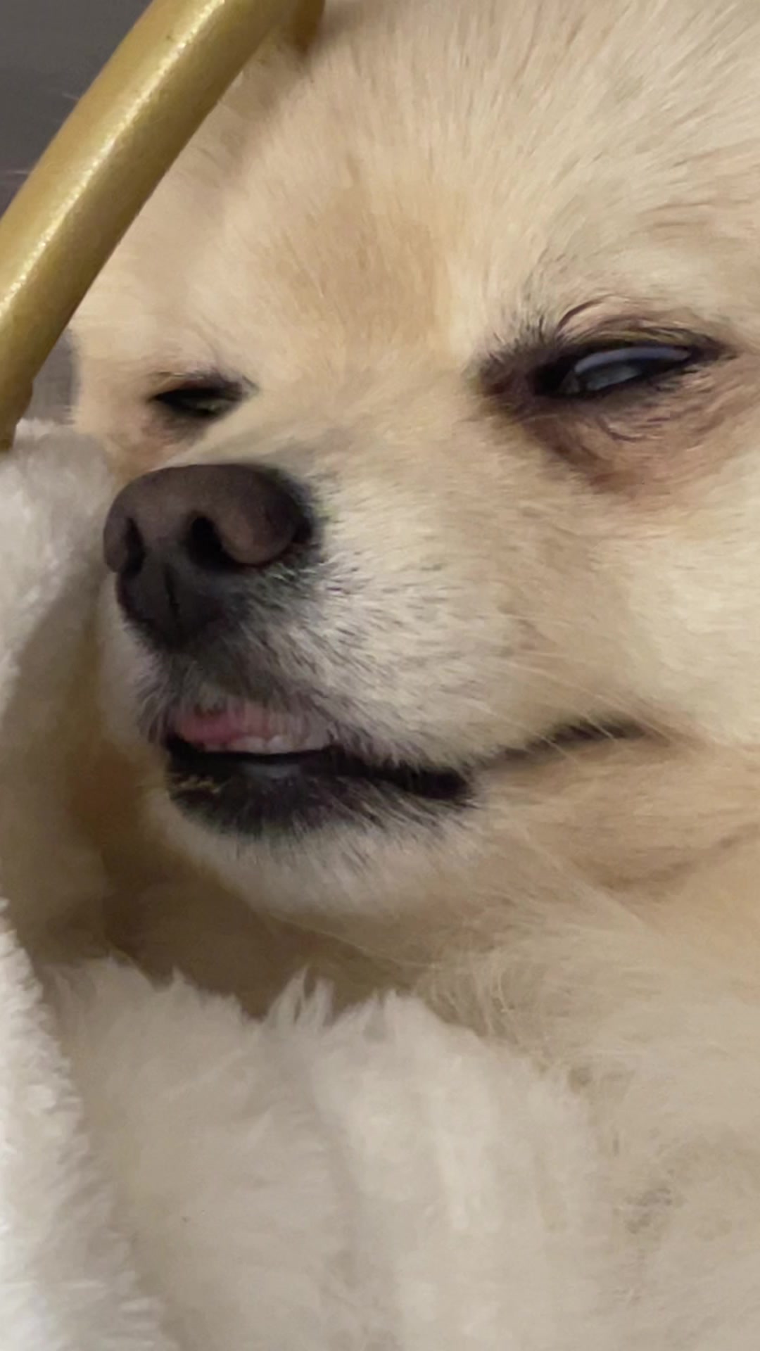 @beingmilothepom