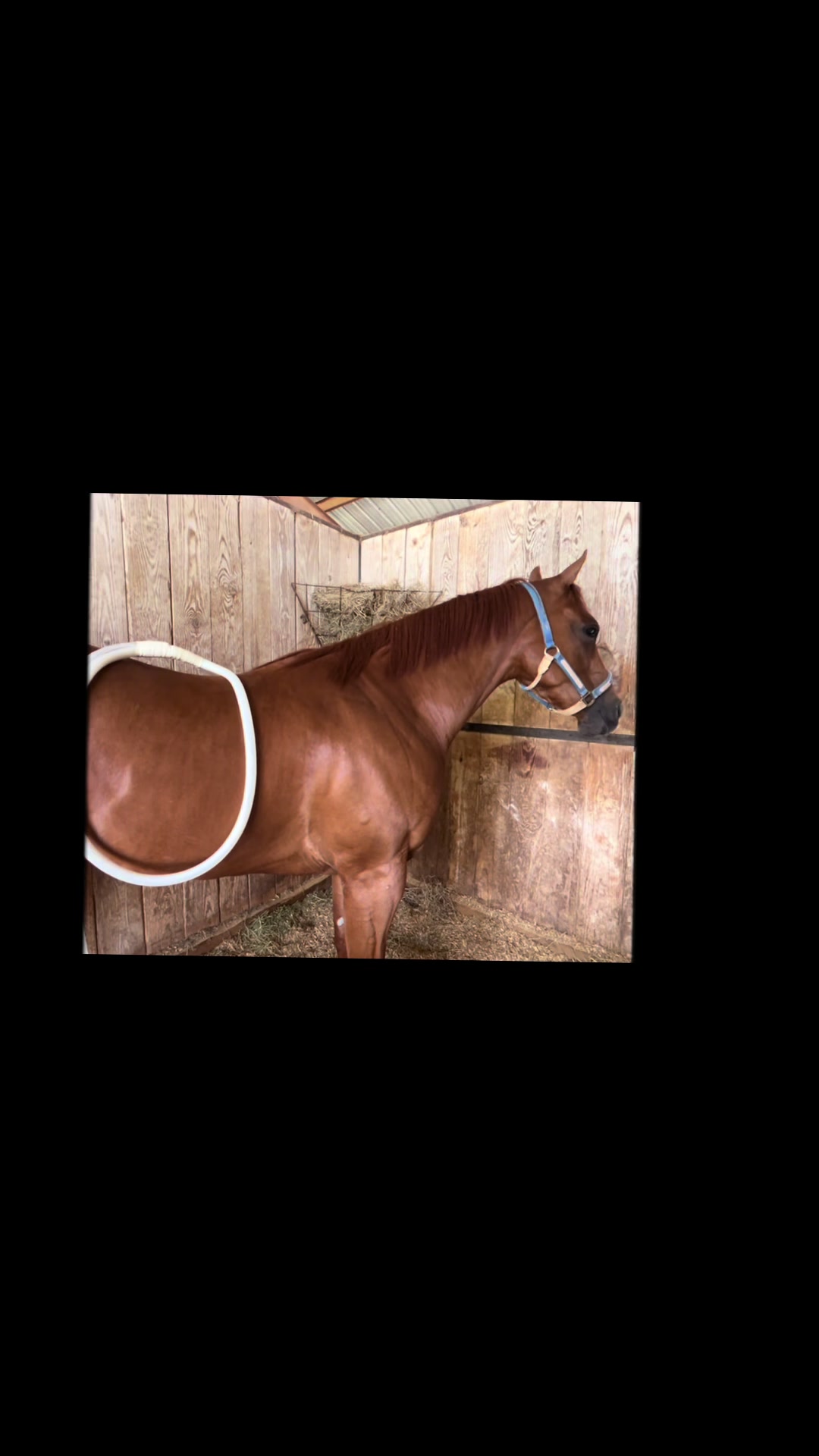 @JM Performance Horses