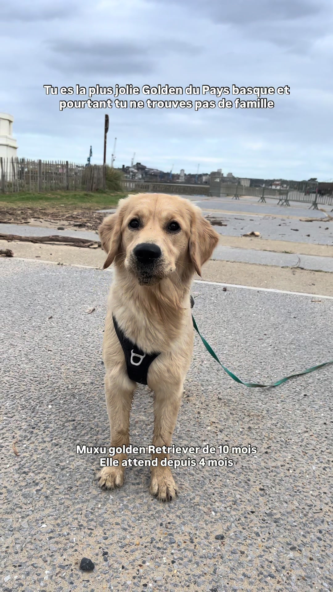@Association Puppykittyfrance