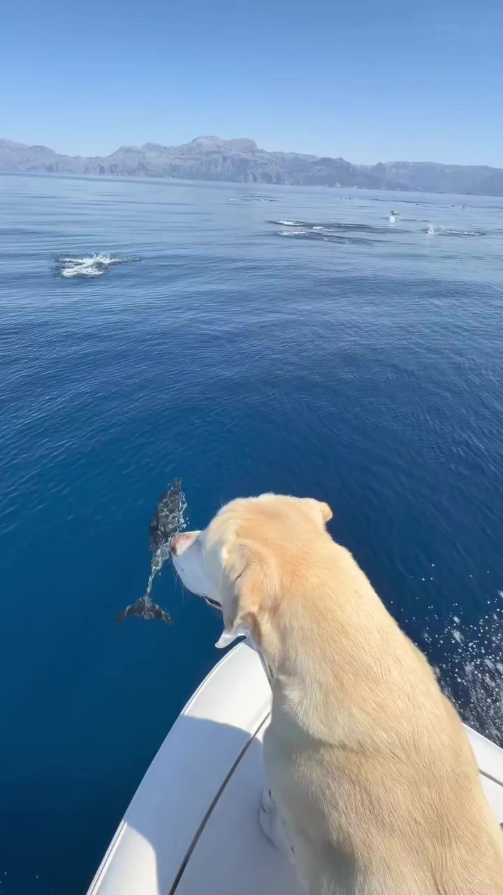 @Ayoub⚓🇩🇿🛳️⚓🌍