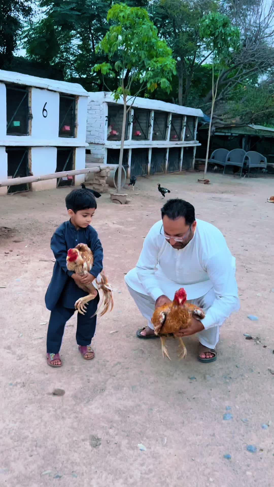 @PK Smart Aseel Birds Factory