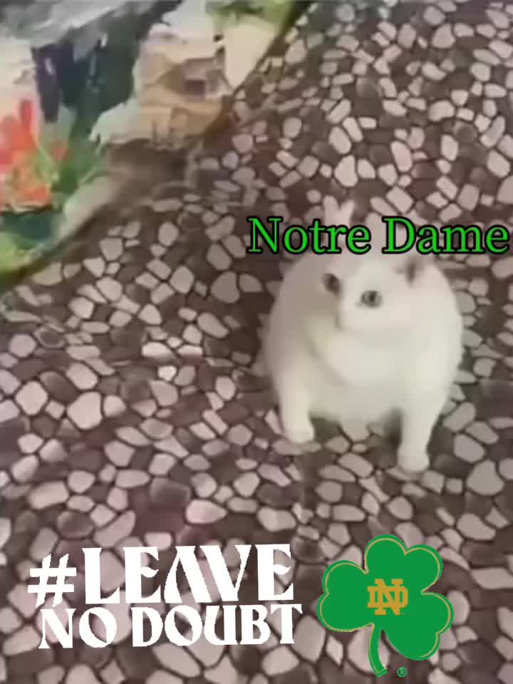 @DavidAmyAidenKooiman