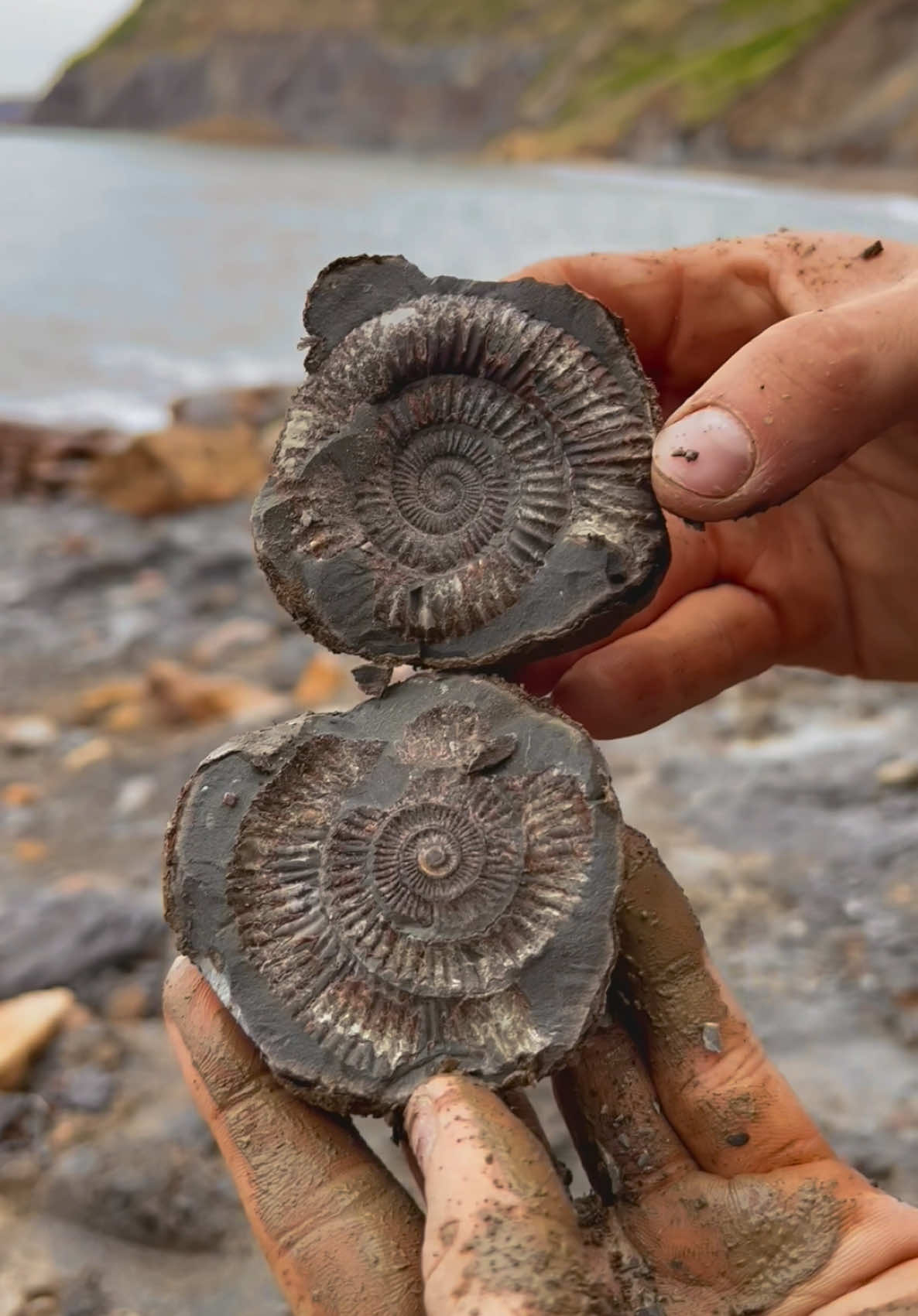 @yorkshire.fossils