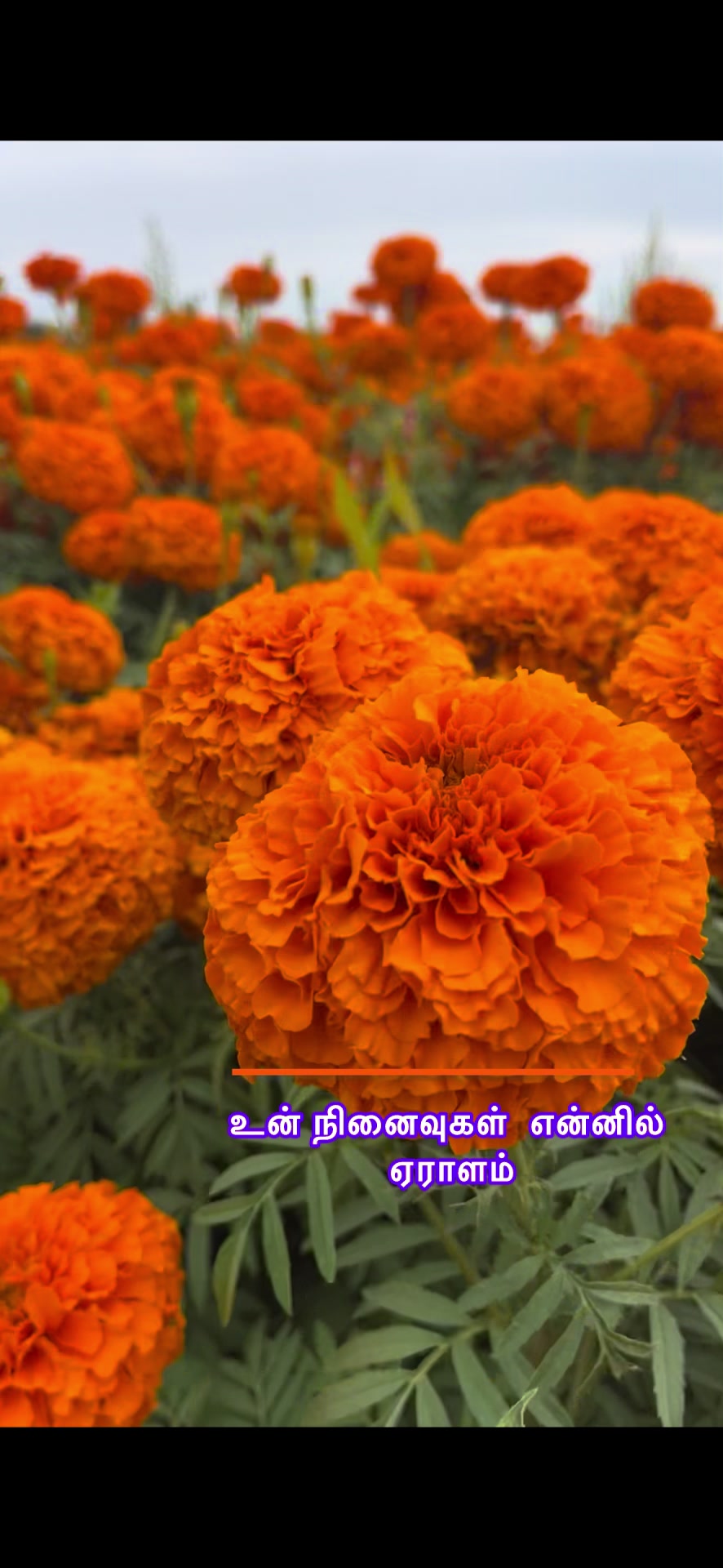 @London~Kavi கவி🚜