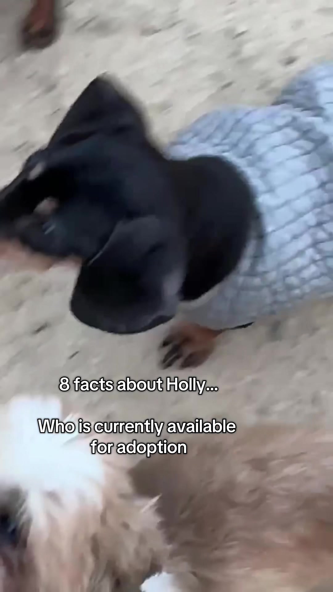@DMT Dachshund Rescue 🐾