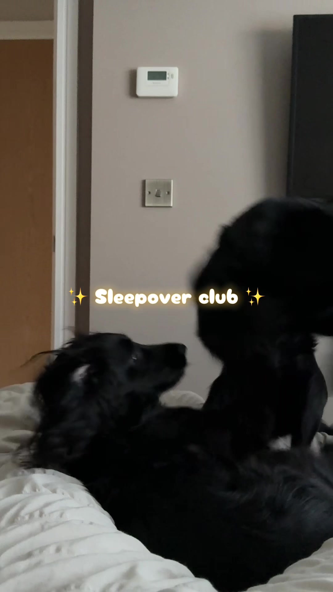 @maggie.moo.cocker