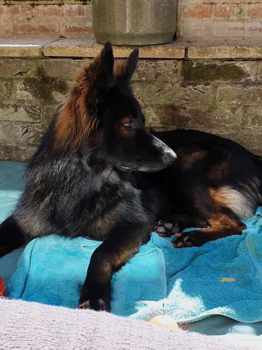@Baloo_boy_gsd