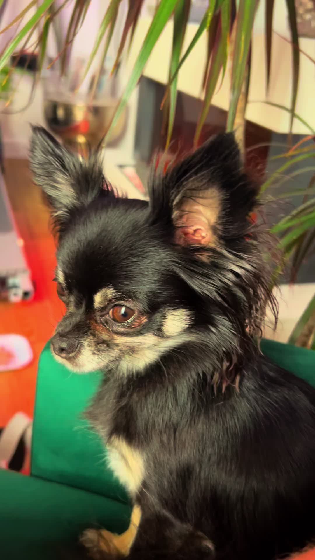 @tiktok-Taco Bell 🛎️