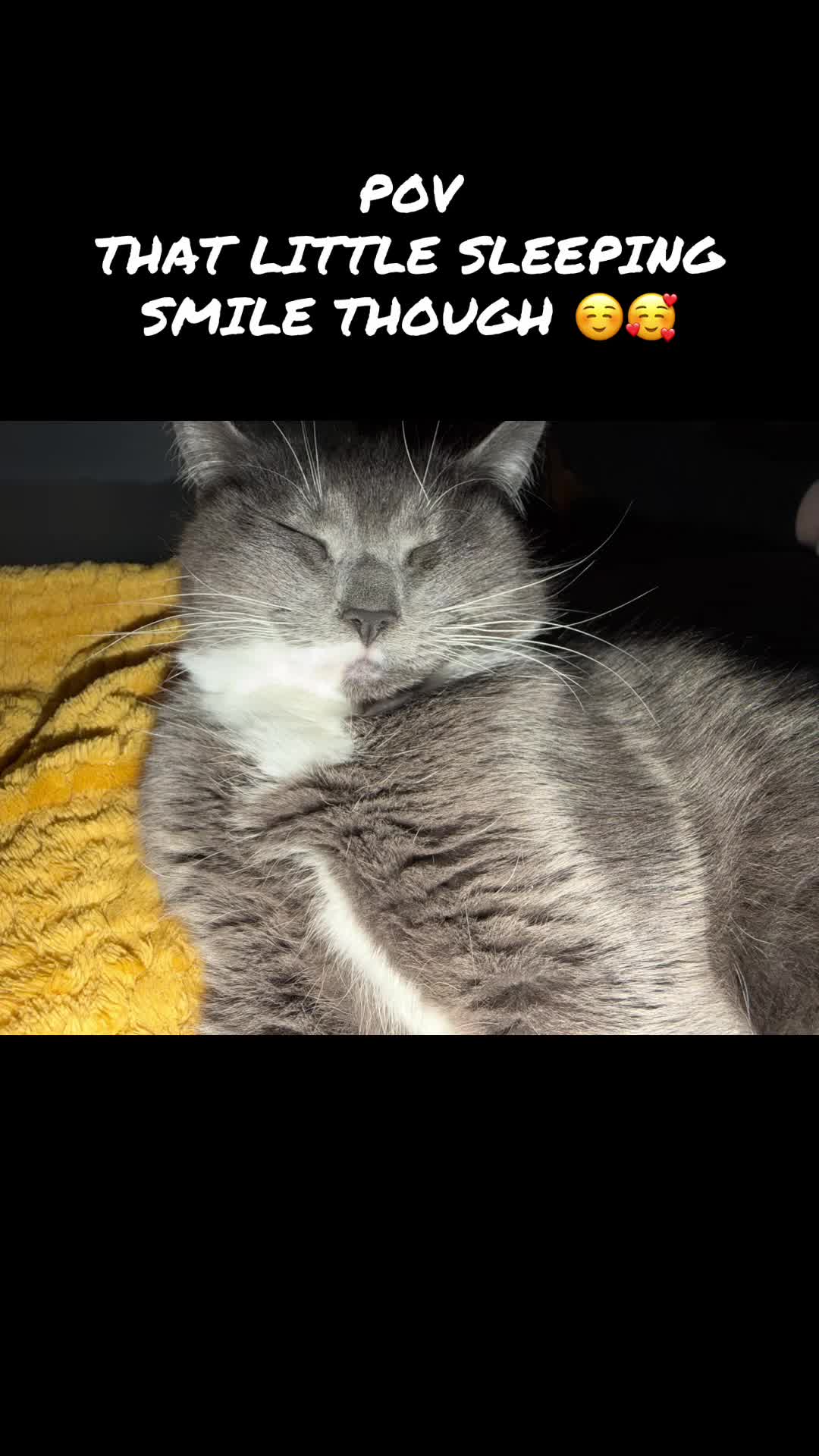 @TheCatandDogTeam