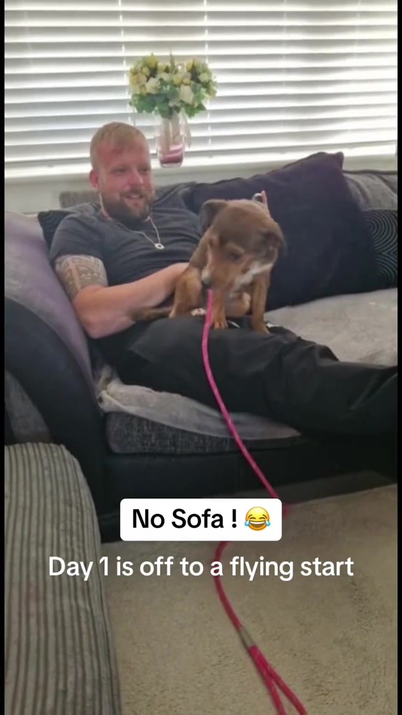 @SouthendDogTraining